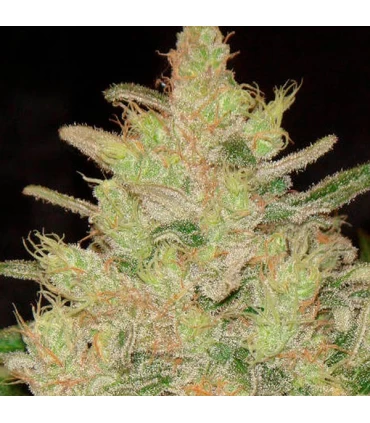 Blueberry Ghost OG - Original Sensible.