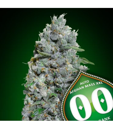 Auto Afghan Mass XXL - 00 Seeds