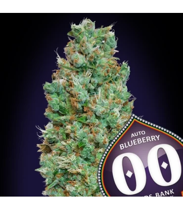 Auto Blueberry - 00 Seeds