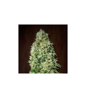 Orient Express - Ace Seeds.