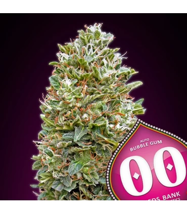 Auto Bubble Gum - 00 Seeds