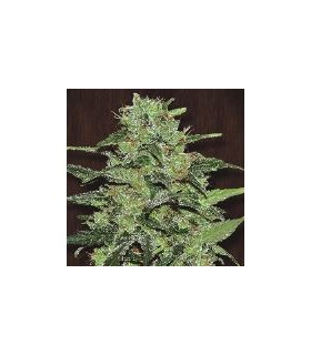 Malawi 5 u. fem. Ace Seeds