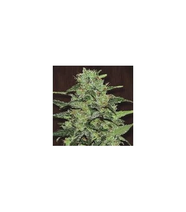 Malawi 5 u. fem. Ace Seeds