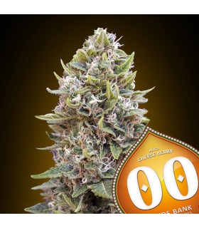 Auto Cheese Berry - 00 Seeds