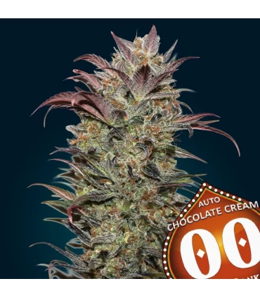 Auto chocolate Cream - 00 Seeds