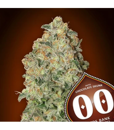 Auto Chocolate Skunk - 00 Seeds