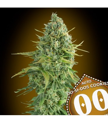 Auto Do-Si-Dos Cookies - 00 Seeds