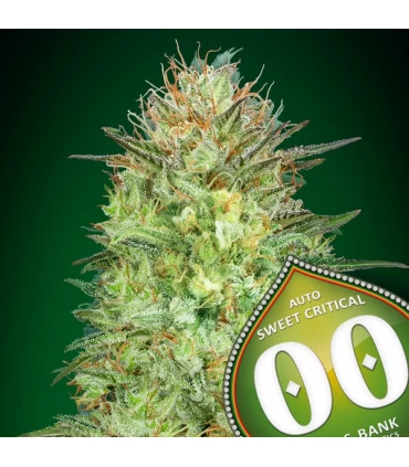 Auto Sweet Critical - 00 Seeds