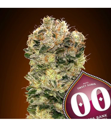 Auto Sweet Soma - 00 Seeds