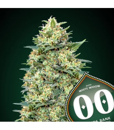 Auto White Widow - 00 Seeds