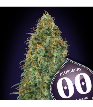Blueberry - 00 Seeds