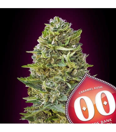 Caramel Kush - 00 Seeds