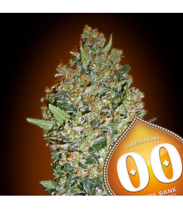 Cheese Berry - 00 Seeds