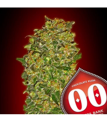 Chocolate Kush - 00 Seeds