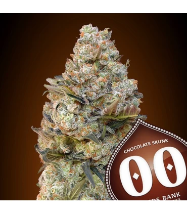Chocolate Skunk - 00 Seeds