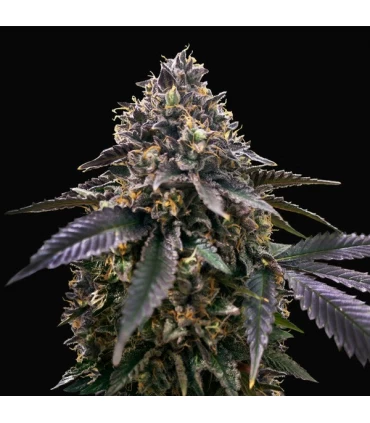 French Macaron - T.H. Seeds.