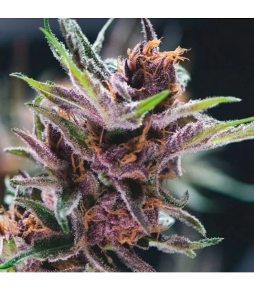 Black Cherry Punch - Pyramid Seeds.
