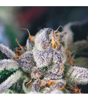 Cookies USA - Pyramid Seeds.