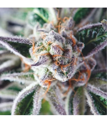Do-Si-Dos - Pyramid Seeds.