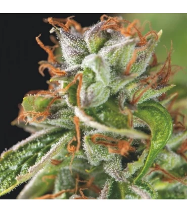 Double OG Haze - Pyramid Seeds.