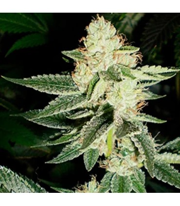 Louis XIII OG - The Cali Connection