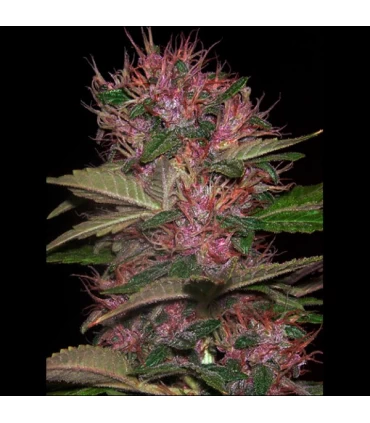 Auto Blue Kush 99 - Xtreme Seeds - Kayamurcia.es