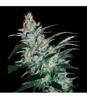 Auto OG Kush Express - Xtreme Seeds - Kayamurcia.es