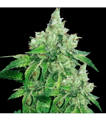 Citron Givre - T.H. Seeds.