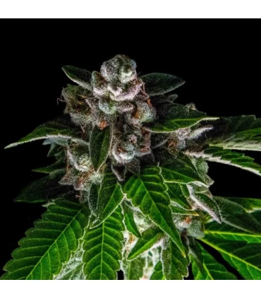 Baker´s Delight - DNA Genetics - Kayamurcia.es