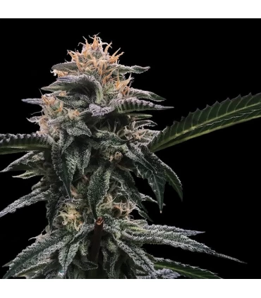 Banana Sorbet - DNA Genetics - Kayamurcia.es