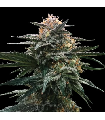 Blood Orange Sorbet - DNA Genetics - Kayamurcia.es