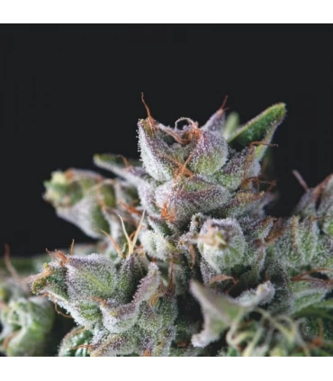 Gorila - Pyramid Seeds.