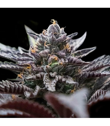 Double Stuffed Sorbet - DNA Genetics - Kayamurcia.es