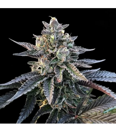 Gelato Sorbet - DNA Genetics - Kayamurcia.es