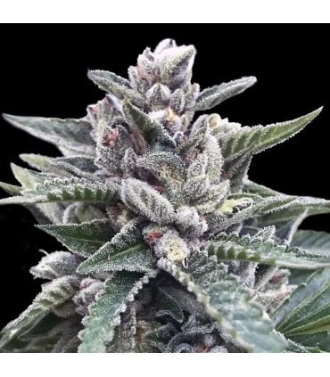 Kosher Sorbet - DNA Genetics - Kayamurcia.es