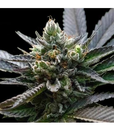 LA Sorbet - DNA Genetics - Kayamurcia.es