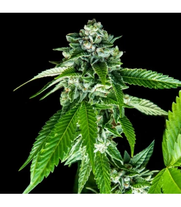 Sorbet Dreams - DNA Genetics - Kayamurcia.es