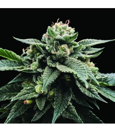 Sorbet Stash - DNA Genetics - Kayamurcia.es