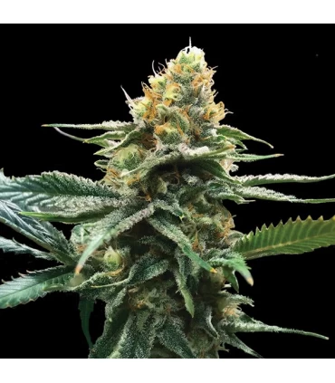 Sour Sorbet - DNA Genetics - Kayamurcia.es