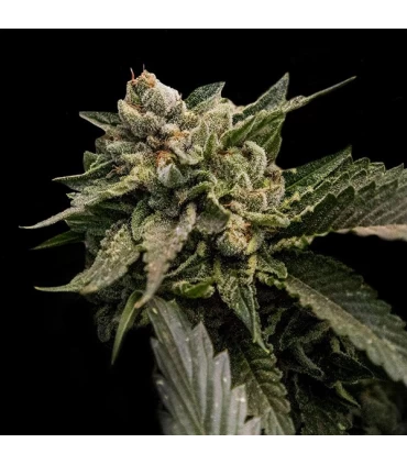 Strawberry Sorbet - DNA Genetics - Kayamurcia.es
