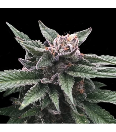 Triple Scoop - DNA Genetics - Kayamurcia.es