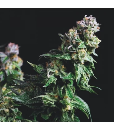 Purple Urkle - Pyramid Seeds.