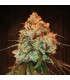 Golden Tiger 5 u. fem. Ace Seeds