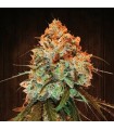 Golden Tiger 5 u. fem. Ace Seeds