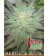 Barraca Sour 1 u. Quercus Seeds