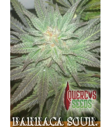 Barraca Sour 1 u. Quercus Seeds
