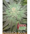 Barraca Sour 1 u. Quercus Seeds