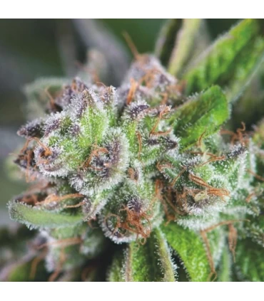 Watermelon Zkittlez - Pyramid Seeds.