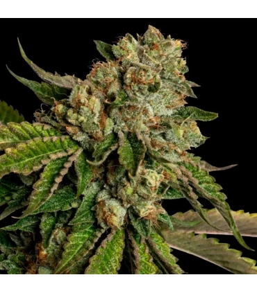 Kosher Dawg - DNA Genetics - Kayamurcia.es