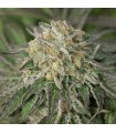 Blue Fire - Humboldt